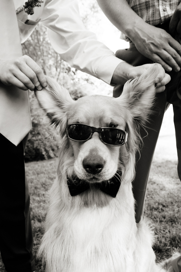 funny wedding dog in bow tie and sunglasses photo by Portland wedding photographer Barbie Hull 